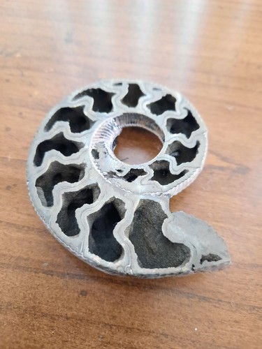 Large pyritized ammonite - pyritized,