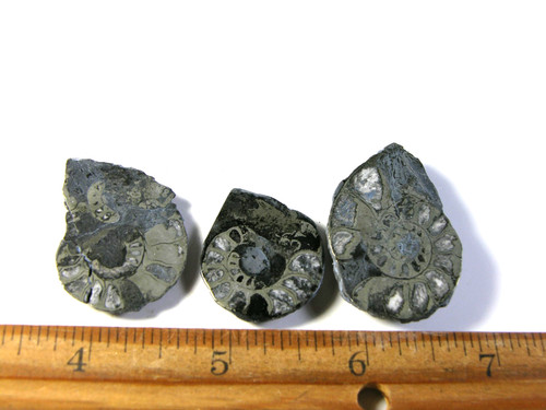 Ammonite pyrite replacement