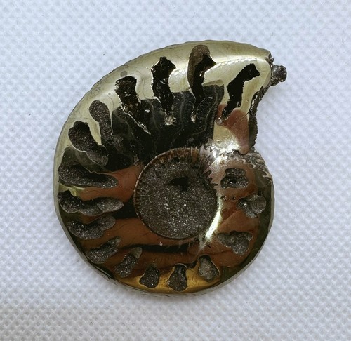 Natural pyritized ammonite - pyritized,
