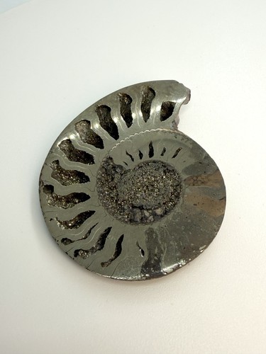 Pyritized ammonite fossil - pyritized,
