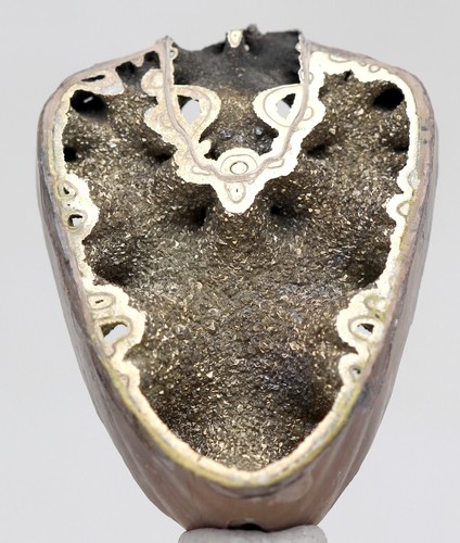Pyritized ammonite druzy - pyritized,