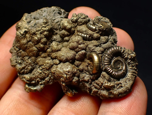 Pyrite multi ammonite - pyrite, multi-ammonite
