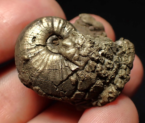 Uncommon gleviceras pyrite - gleviceras,
