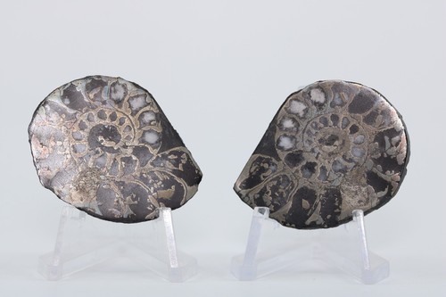 Polished pyritized fossil - pyritized,