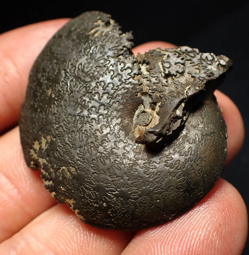 Oxynoticeras pyrite ammonite