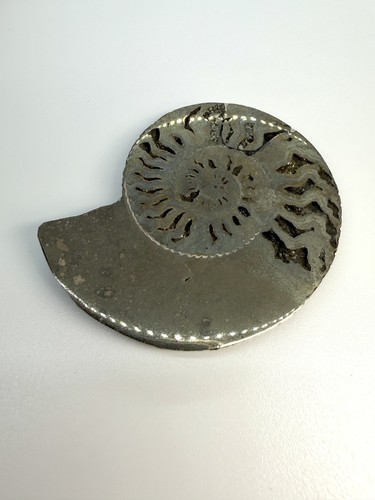 Pyritized ammonite fossil - pyritized,
