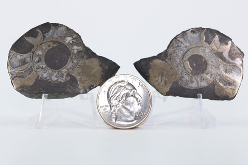 Polished ammonite fossil - ammonite,