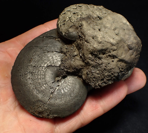 Huge double oxynoticeras - huge, double-oxynoticeras
