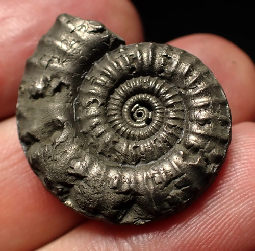 Crucilobiceras pyrite ammonite