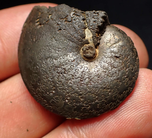 Oxynoticeras pyrite ammonite