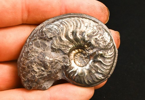 Ammonite pyritisé harpoceras - pyritisé,