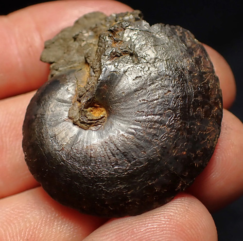 Oxynoticeras pyrite ammonite