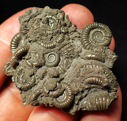 Pyrite multi ammonite fossil - pyrite, multi-ammonite