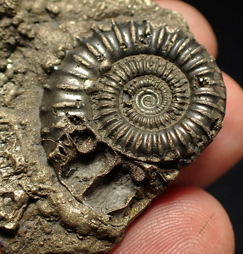 Pyrite multi ammonite fossil - pyrite,