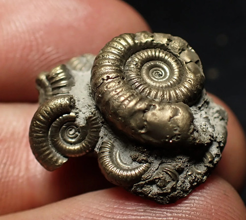 Full pyrite multi ammonite - full, multi-ammonite