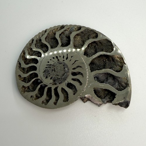 Pyritized ammonite fossil - pyritized,