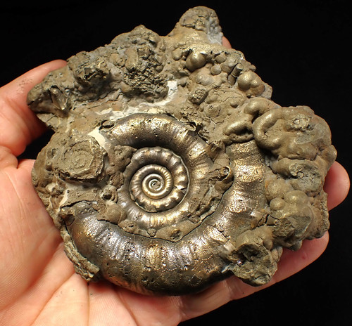 Giant pyrite eteoderoceras - giant,