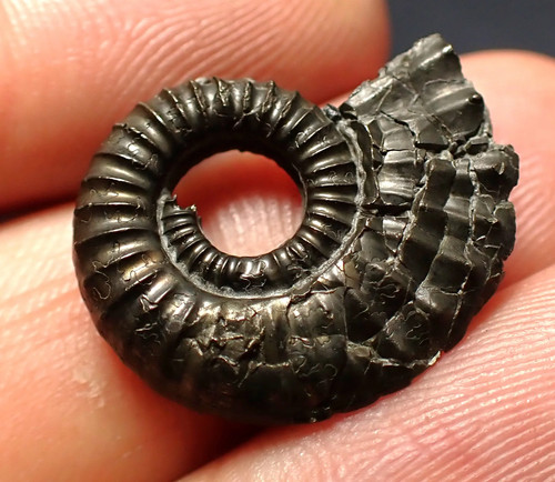 Crucilobiceras pyrite ammonite