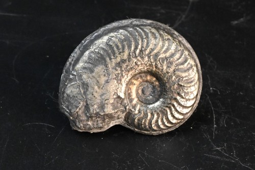 Pyritized ammonite harpoceras - ammonite,