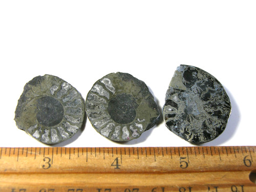 Ammonite pyrite replacement