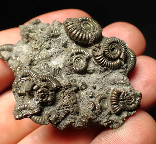 Pyrite multi ammonite fossil - multi-ammonite,