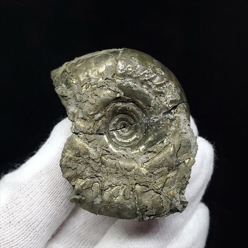 Rare pyrite ammonite - rare,