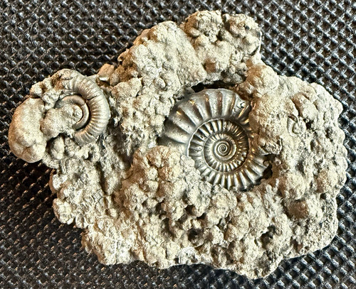 Crucilobiceras densinodulum