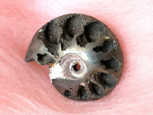 Ammonite pyrite fossil