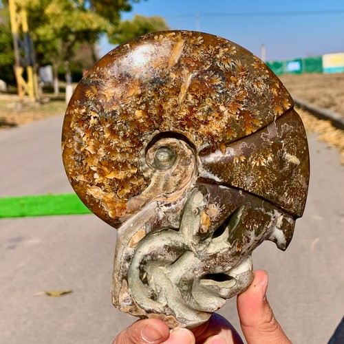 66lb rare natural tentacle - 1.66lb,