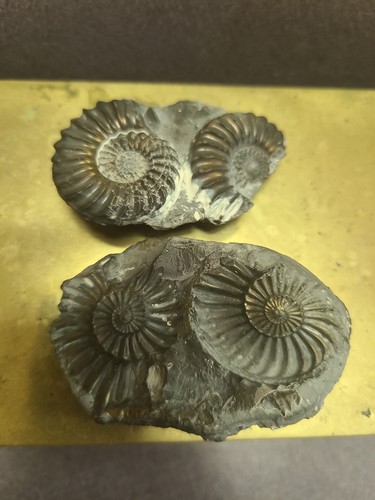 Pyritized ammonite fossil - pyritized,