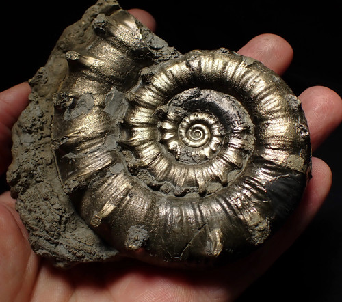 Large pyrite eteoderoceras - large,
