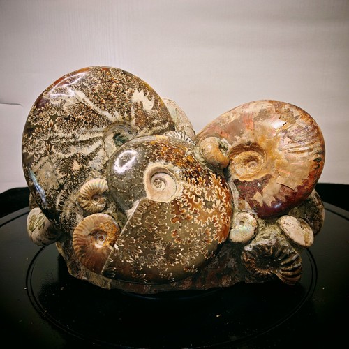 67lb polished ammonite - 10.67lb,