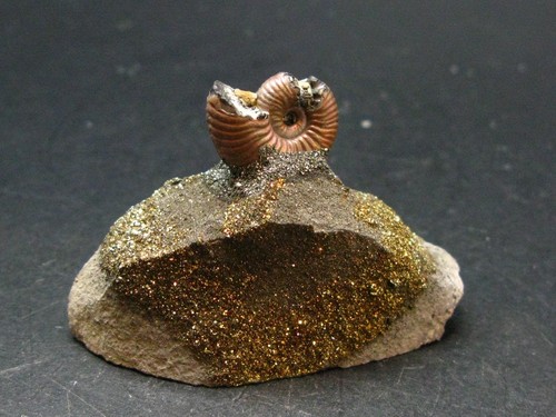 Pyritized ammonite fossil - pyritized, on